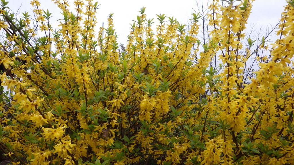 レンギョウ 佐倉ハーブ園