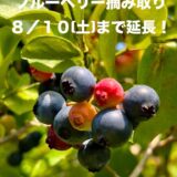 ブルーベリー摘みとり8/10(土)まで延長のお知らせ