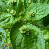 春の雨 植物たち