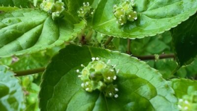 春の雨 植物たち