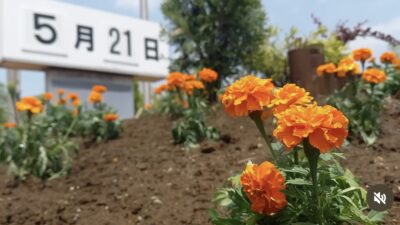 佐倉市役所花壇
