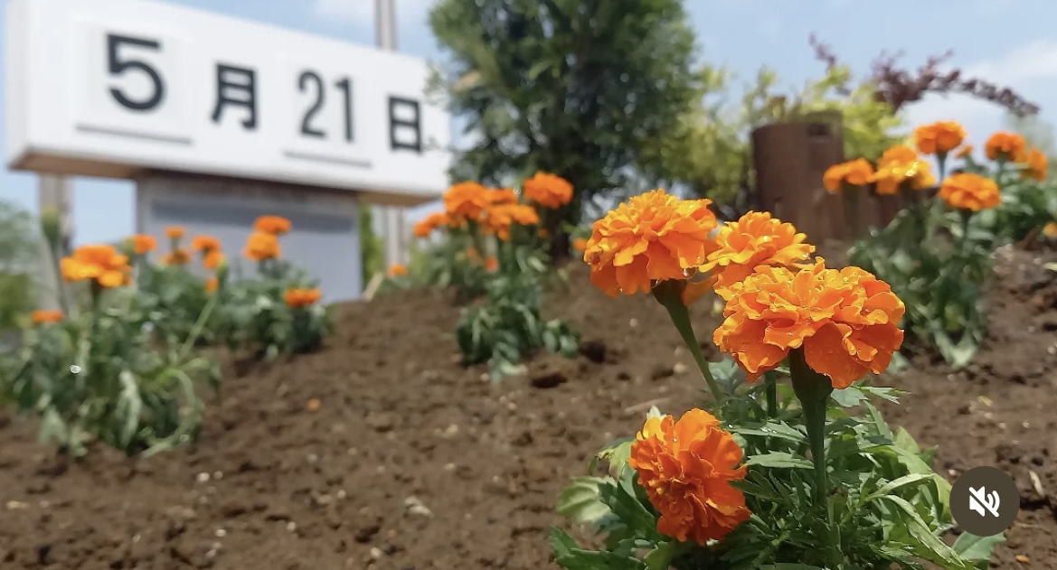 佐倉市役所花壇