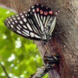 アカボシゴマダラ