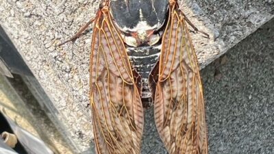 アブラゼミ