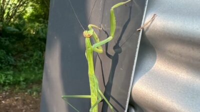 オオカマキリ