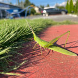 ショウリョウバッタ