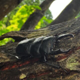 コクワガタ